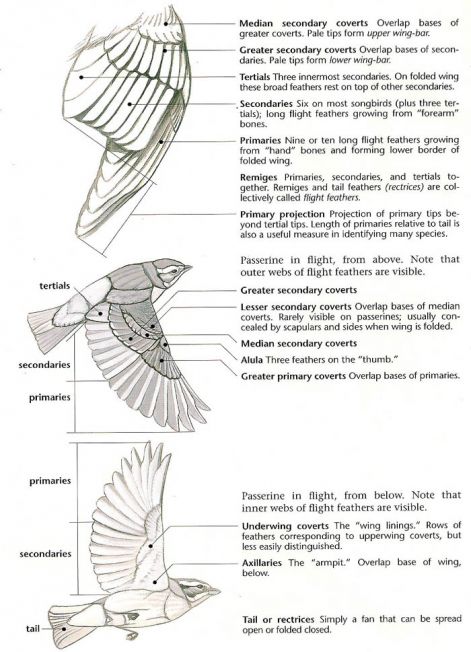 wingfeathers.jpg